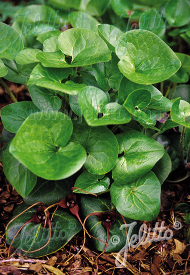 ASARUM caudatum, Divoký zázvor západu  cca.20 semien